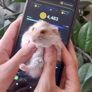 Telegram profile photo for داگز | همستر | ارز دیجیتال با آرتا 🐹