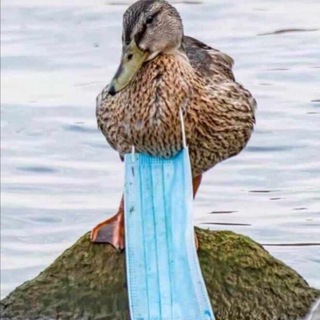 Telegram profile photo for Tests und Quarantäne