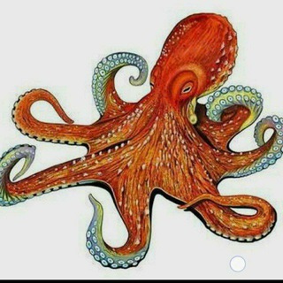 Telegram profile photo for OCTOPUS ORIGINAL