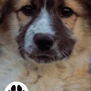 Telegram profile photo for Лапа помощи. Калининград.