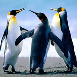Telegram profile photo for Пирамида | TON