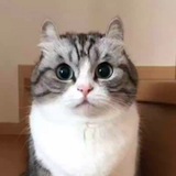 Telegram profile photo for Переходник