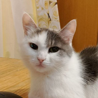 Telegram profile photo for le bébé chat