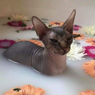 Telegram profile photo for как мне всё это дорого