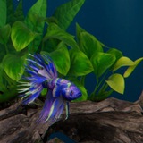 Telegram profile photo for ֮ϐׁꫀׁׅܻ݊tׁׅtׁׅɑׁׅ ܻ⨍ꪱׁׁׁׅׅׅׅ꯱hׁׅ֮🐠