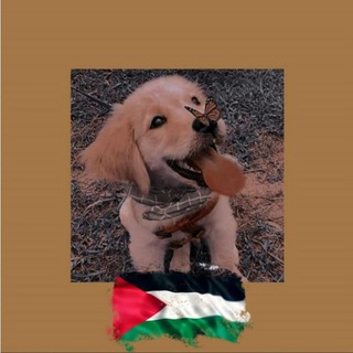 Telegram profile photo for Vet Trainings & Jobs Inquiries🐾