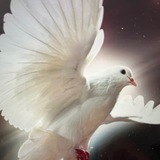 Telegram profile photo for ГЛУБЬ* Г(о)лубь