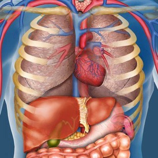 Telegram profile photo for USMLE_anatomy 2026