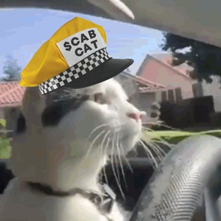 Telegram profile photo for $CABCAT | PORTAL