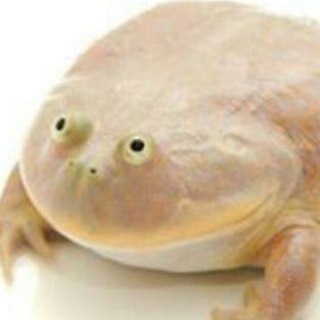 Telegram profile photo for It is Wednesday, my dudes