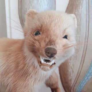 Telegram profile photo for Убежище Avi g