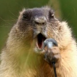 Telegram profile photo for SURKOV.