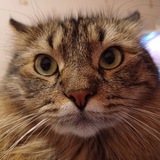 Telegram profile photo for АВРОРА в Telegram