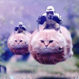 Telegram profile photo for 真空中的球形猫。
