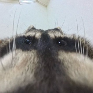 Telegram profile photo for (архив)𝗠𝗮𝗽 𝗼𝗳 𝗺𝗲𝗻𝘁𝗮𝗹 𝗶𝗹𝗹𝗻𝗲𝘀𝘀𝗲𝘀