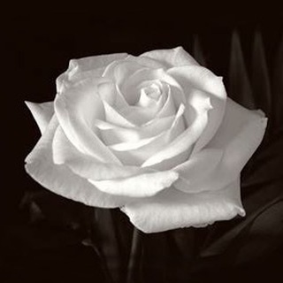 Telegram profile photo for Die Weisse Rose