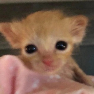 Telegram profile photo for Вучя