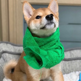 Telegram group profile photo for Dogwiftowel | Solana