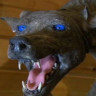 Telegram profile photo for Chupacabra Kennel