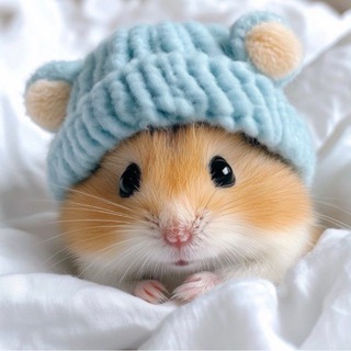 Telegram profile photo for Хомячок и выдрунчик