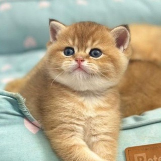 Telegram profile photo for شرایط واگذاری ( مجموعه ایران کتز)