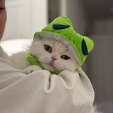 Telegram profile photo for Simona the cat