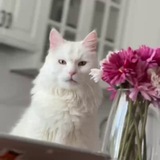 Telegram profile photo for Ричард Гиро 🥙