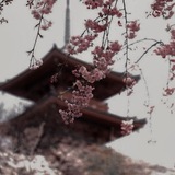 Telegram profile photo for 𝑪𝒐𝒐𝒑 库珀