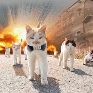 Telegram group profile photo for Kitten Army