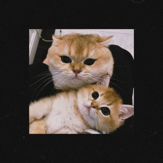 Telegram profile photo for 𝙙𝙚𝙡𝙞𝙘𝙞𝙤𝙪𝙨 𝙘𝙖𝙩