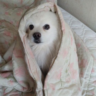 Telegram profile photo for Что задумала Лиса? Приключения с Мироном!