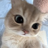 Telegram profile photo for (arcv)