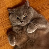 Telegram profile photo for Книги, кино, котики