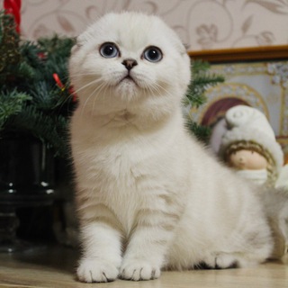 Telegram profile photo for Питомник Scottish History