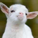 Telegram profile photo for Фреш Мемеш