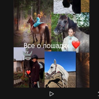 Telegram profile photo for Все о лошадях наша жизни +лоты ❤️🩹