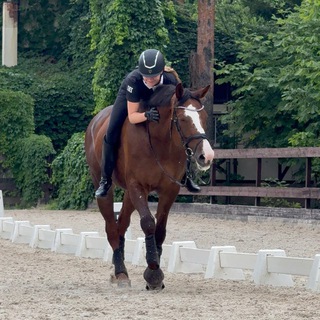 Telegram profile photo for OK_DRESSAGE