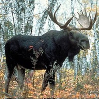 Telegram profile photo for СтопЛось