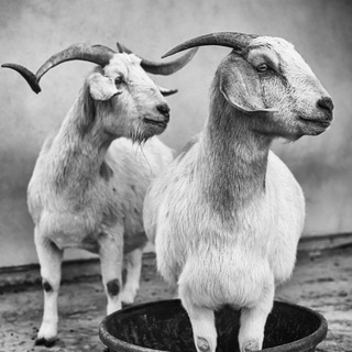 Telegram profile photo for ما حیوانات we animals