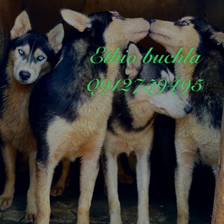 Telegram profile photo for ኢትዮ ቡችላ