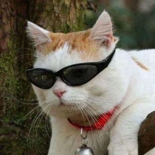 Telegram profile photo for Да, это S