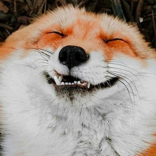Telegram profile photo for Любимый Мелкий Лис || Lovely Little Fox