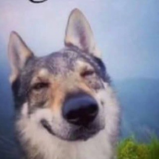 Telegram profile photo for токсисити