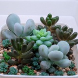 Telegram profile photo for Lunar Succulents🌿🌕