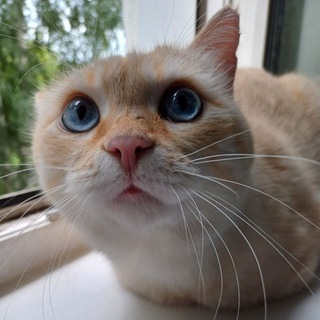 Telegram group profile photo for Обсуждение канала Кузбасский зооволонтёр