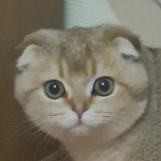 Telegram profile photo for Лютик