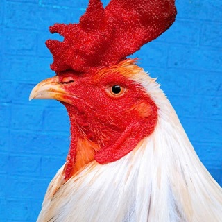 Telegram group profile photo for វិភាគបក្សីកីឡា🐓🔴🔵