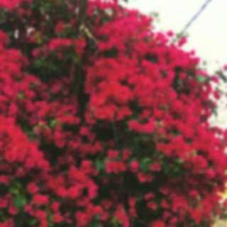 Telegram profile photo for • ڪ̯ـوٰ୭ڪݕ ݫمُـݛدﻫٰ '🌸🦄⁾℡