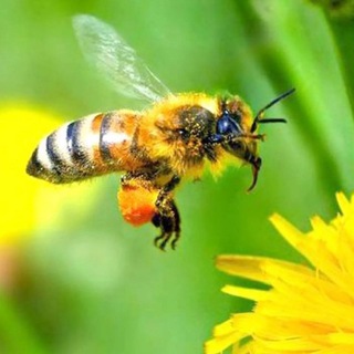 Telegram profile photo for 🌸🐝🍯🐝🍯АСАЛ БИЛАН ШИФО ТОПИНГ🍯🐝🍯🐝🌸🍃🕋❤️
