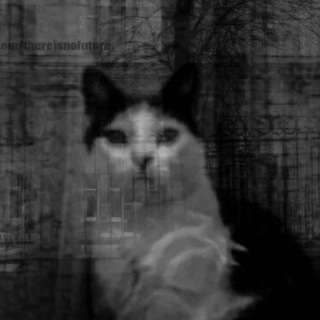 Telegram profile photo for Экзистенциальный ужас котят | гаввах